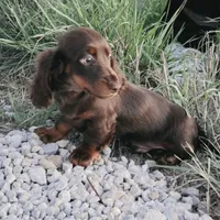 Long-haired Choc Damier, a male Dachshund for sale in Hazelwood, MO – Photo 2 of 5