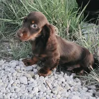 Long-haired Choc Damier, a male Dachshund for sale in Hazelwood, MO – Photo 3 of 5