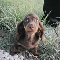 Long-haired Choc Damier, a male Dachshund for sale in Hazelwood, MO – Photo 4 of 5