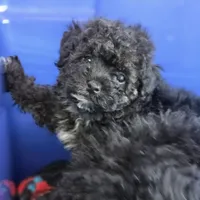 Tiny Toy!!! PETUNIA!, a female Poodle - Toy  for sale in Hazelwood, MO – Photo 4 of 4
