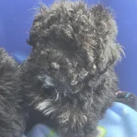 Tiny Toy!!! PETUNIA!, a female Poodle - Toy  for sale in Hazelwood, MO – Photo 2 of 4