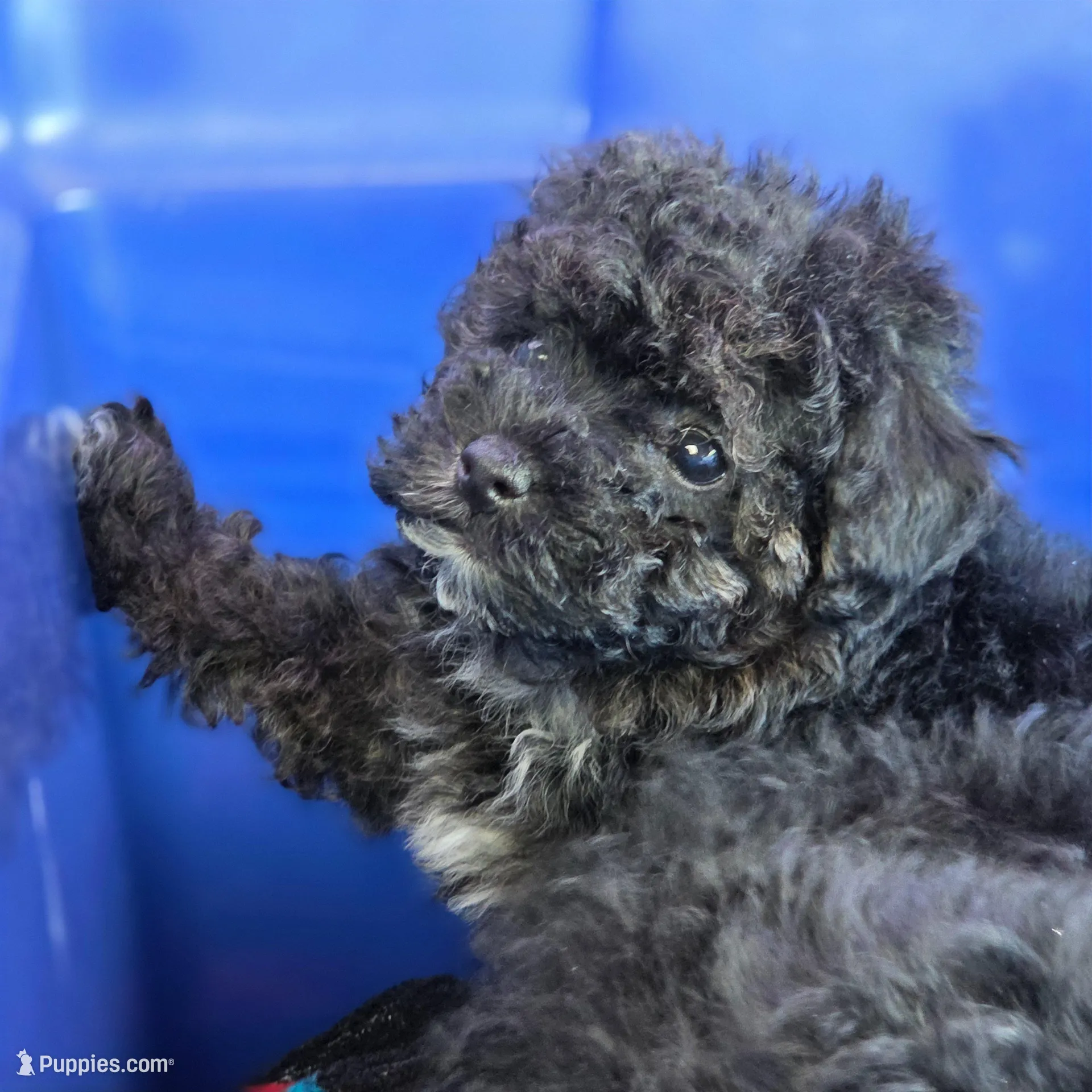 Tiny Toy!!! PETUNIA! – Poodle - Toy  puppy for sale in Hazelwood, MO