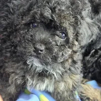 Tiny Toy!!! PETUNIA!, a female Poodle - Toy  for sale in Hazelwood, MO – Photo 3 of 4