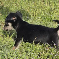 Buster, a male Chihuahua for sale in Hazelwood, MO – Photo 3 of 3