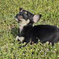 Buster, a male Chihuahua for sale in Hazelwood, MO – Photo 2 of 3