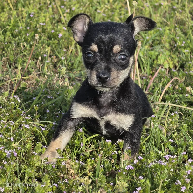 Buster – Chihuahua puppy for sale in Hazelwood, MO