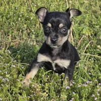 Buster, a male Chihuahua for sale in Hazelwood, MO – Photo 1 of 3