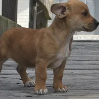 Fortelina, a female Dachshund and Chihuahua for sale in Hazelwood, MO – Photo 3 of 5