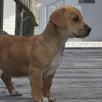 Fortelina, a female Dachshund and Chihuahua for sale in Hazelwood, MO – Photo 4 of 5