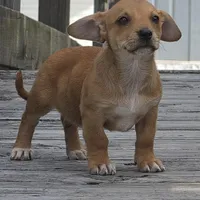 Fortelina, a female Dachshund and Chihuahua for sale in Hazelwood, MO – Photo 2 of 5