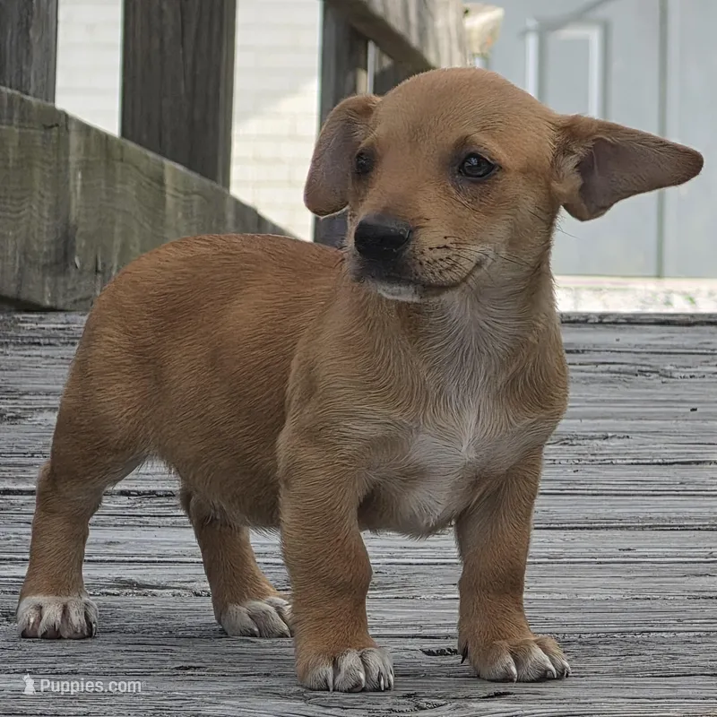 Fortelina – Dachshund, Chihuahua puppy for sale in Hazelwood, MO