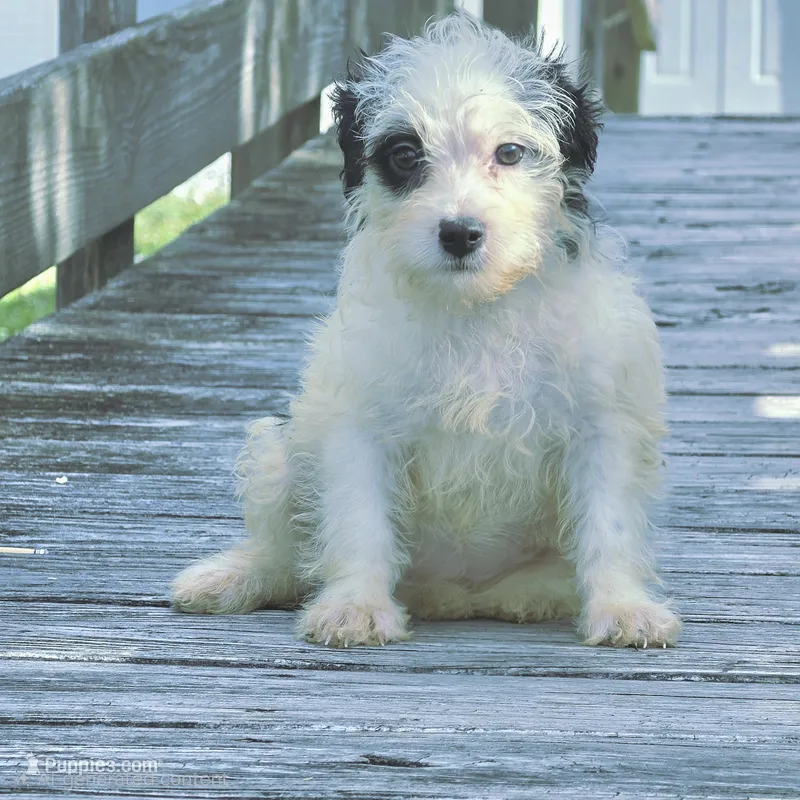 Memphis – Yorkshire Terrier puppy for sale in Hazelwood, MO