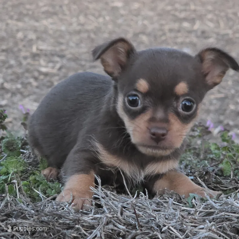 Chocolata TINY!  – Chihuahua puppy for sale in Hazelwood, MO