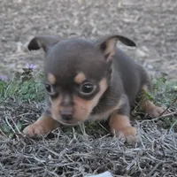 Chocolata TINY! , a female Chihuahua for sale in Hazelwood, MO – Photo 3 of 3