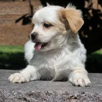 Telly, a male Shihpoo for sale in Hazelwood, MO – Photo 1 of 3