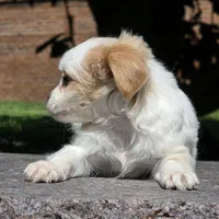 Telly, a male Shihpoo for sale in Hazelwood, MO – Photo 2 of 3