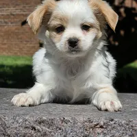 Telly, a male Shihpoo for sale in Hazelwood, MO – Photo 3 of 3