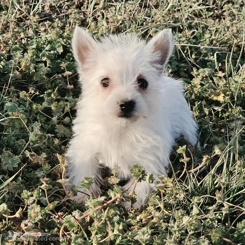 Tara – Yorkshire Terrier, Maltipom puppy for sale in Hazelwood, MO