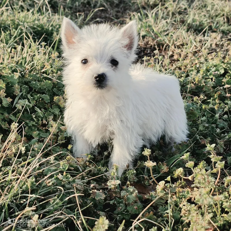 Carla – Yorkshire Terrier, Maltipom puppy for sale in Hazelwood, MO