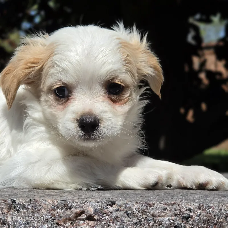 Castira – Shih Tzu, Poodle - Toy  puppy for sale in Hazelwood, MO