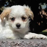 Castira, a female Shih Tzu and Poodle - Toy  for sale in Hazelwood, MO – Photo 1 of 6