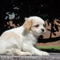 Castira, a female Shih Tzu and Poodle - Toy  for sale in Hazelwood, MO – Photo 4 of 6