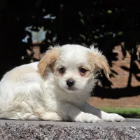 Castira, a female Shih Tzu and Poodle - Toy  for sale in Hazelwood, MO – Photo 2 of 6