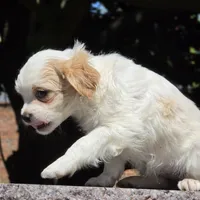Castira, a female Shih Tzu and Poodle - Toy  for sale in Hazelwood, MO – Photo 3 of 6