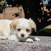 Castira, a female Shih Tzu and Poodle - Toy  for sale in Hazelwood, MO – Photo 6 of 6