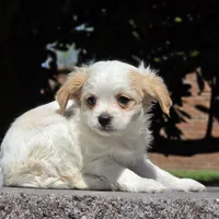 Castira, a female Shih Tzu and Poodle - Toy  for sale in Hazelwood, MO – Photo 5 of 6