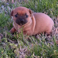 Tiny Saryian, a female Chihuahua for sale in Hazelwood, MO – Photo 3 of 6