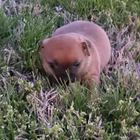 Tiny Saryian, a female Chihuahua for sale in Hazelwood, MO – Photo 4 of 6