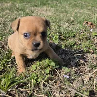 Tiny Saryian , a female Chihuahua for sale in Hazelwood, MO – Photo 2 of 5