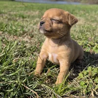Tiny Saryian , a female Chihuahua for sale in Hazelwood, MO – Photo 4 of 5