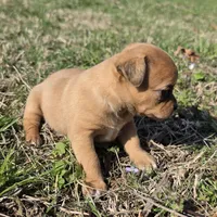 Tiny Saryian , a female Chihuahua for sale in Hazelwood, MO – Photo 5 of 5
