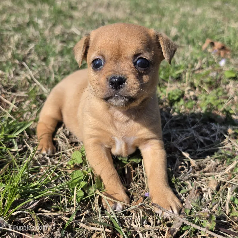 Tiny Saryian , a female Chihuahua for sale in Hazelwood, MO – Photo 1 of 5