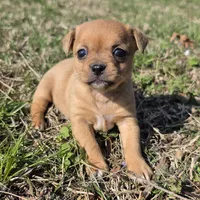 Tiny Saryian , a female Chihuahua for sale in Hazelwood, MO – Photo 1 of 5