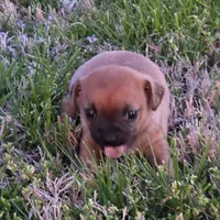 Tiny Saryian, a female Chihuahua for sale in Hazelwood, MO – Photo 2 of 6