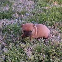 Tiny Saryian, a female Chihuahua for sale in Hazelwood, MO – Photo 6 of 6