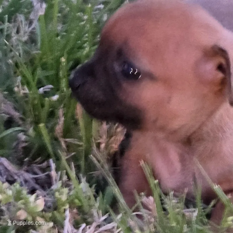 Tiny Saryian – Chihuahua puppy for sale in Hazelwood, MO