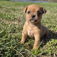Tiny Saryian , a female Chihuahua for sale in Hazelwood, MO – Photo 3 of 5