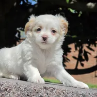 Poppy, a female Shih Tzu and Poodle - Toy  for sale in Nashville, TN – Photo 4 of 4