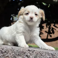 Poppy, a female Shih Tzu and Poodle - Toy  for sale in Nashville, TN – Photo 2 of 4