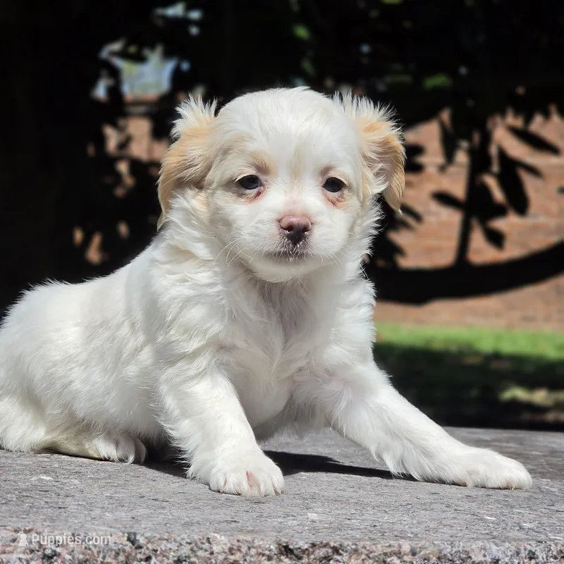 Poppy – Shih Tzu, Poodle - Toy  puppy for sale in Nashville, TN