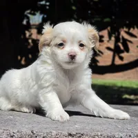 Poppy, a female Shih Tzu and Poodle - Toy  for sale in Nashville, TN – Photo 1 of 4