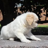 Poppy, a female Shih Tzu and Poodle - Toy  for sale in Nashville, TN – Photo 3 of 4