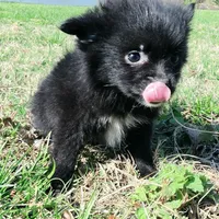 Cortisa, a female Pomeranian for sale in Hazelwood, MO – Photo 3 of 6