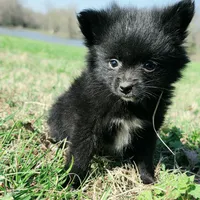 Cortisa, a female Pomeranian for sale in Hazelwood, MO – Photo 6 of 6