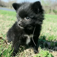 Cortisa, a female Pomeranian for sale in Hazelwood, MO – Photo 4 of 6