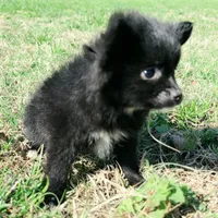 Cortisa, a female Pomeranian for sale in Hazelwood, MO – Photo 2 of 6